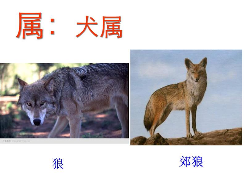 人教版八年级上册生物 6.1.2 从种到界 课件第8页