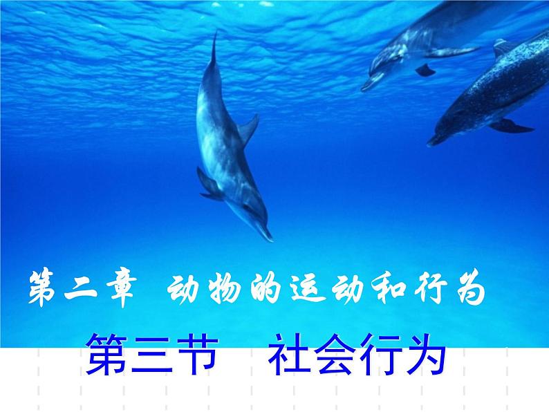 人教版八年级上册生物 5.2.3 社会行为 课件01