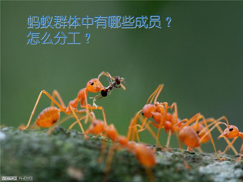 人教版八年级上册生物 5.2.3 社会行为 课件04