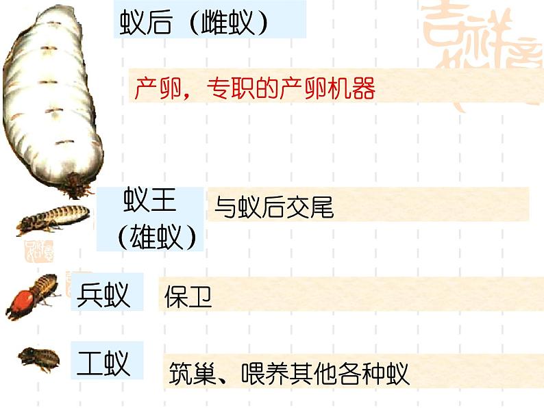 人教版八年级上册生物 5.2.3 社会行为 课件05