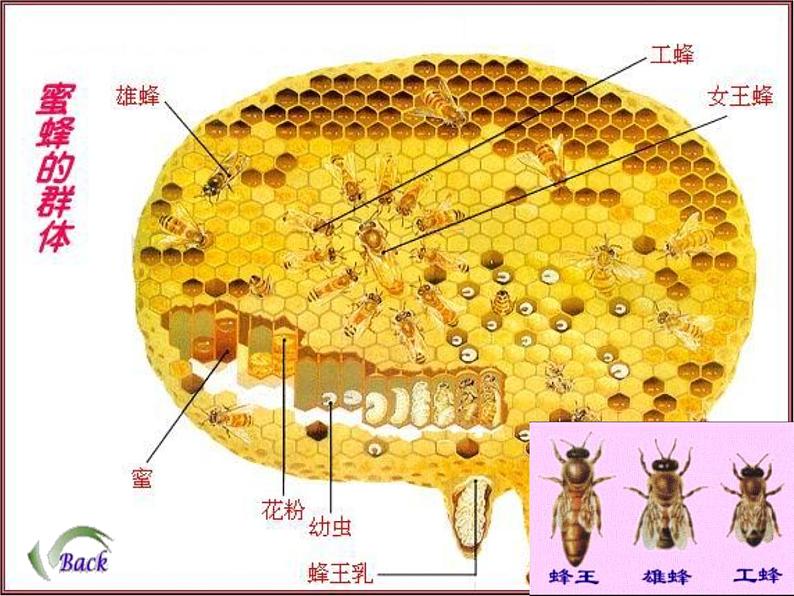 人教版八年级上册生物 5.2.3 社会行为 课件07
