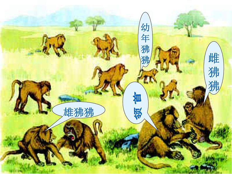 人教版八年级上册生物 5.2.3 社会行为 课件08