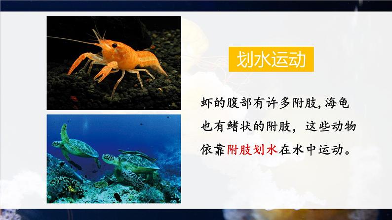 北师大版八上生物 15.1《动物运动的方式》 课件第8页