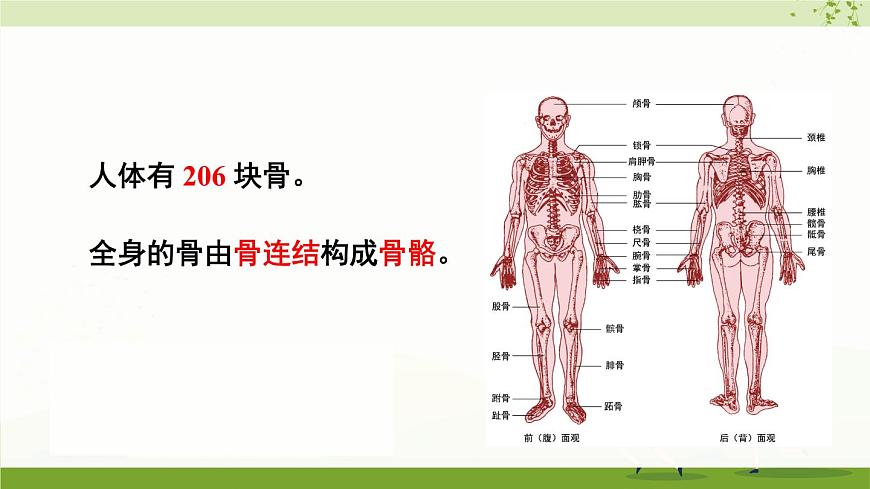 北師大版八上生物15.2《動物運動的形成》第2課時 骨骼、骨骼 肌和軀體運動的形成  課件第2頁