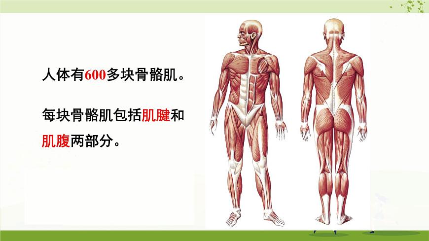 北師大版八上生物15.2《動物運動的形成》第2課時 骨骼、骨骼 肌和軀體運動的形成  課件第4頁