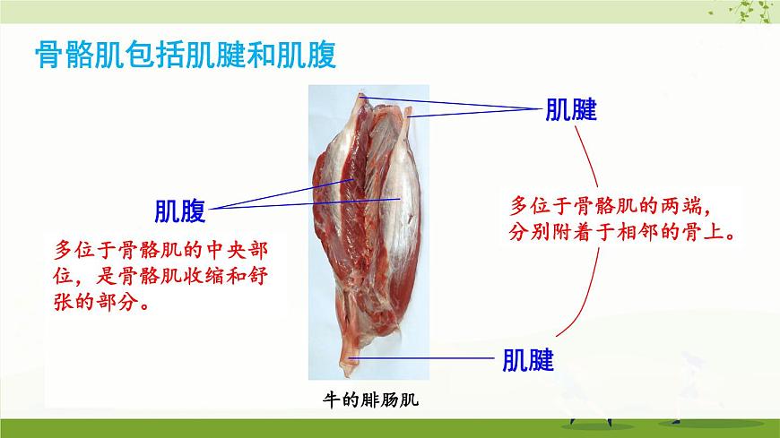 北師大版八上生物15.2《動物運動的形成》第2課時 骨骼、骨骼 肌和軀體運動的形成  課件第5頁