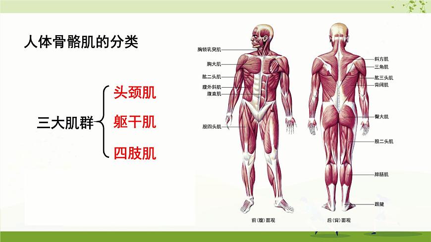 北師大版八上生物15.2《動物運動的形成》第2課時 骨骼、骨骼 肌和軀體運動的形成  課件第7頁