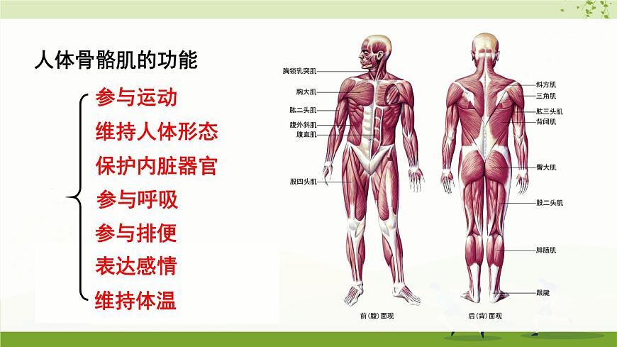北師大版八上生物15.2《動物運動的形成》第2課時 骨骼、骨骼 肌和軀體運動的形成  課件第8頁