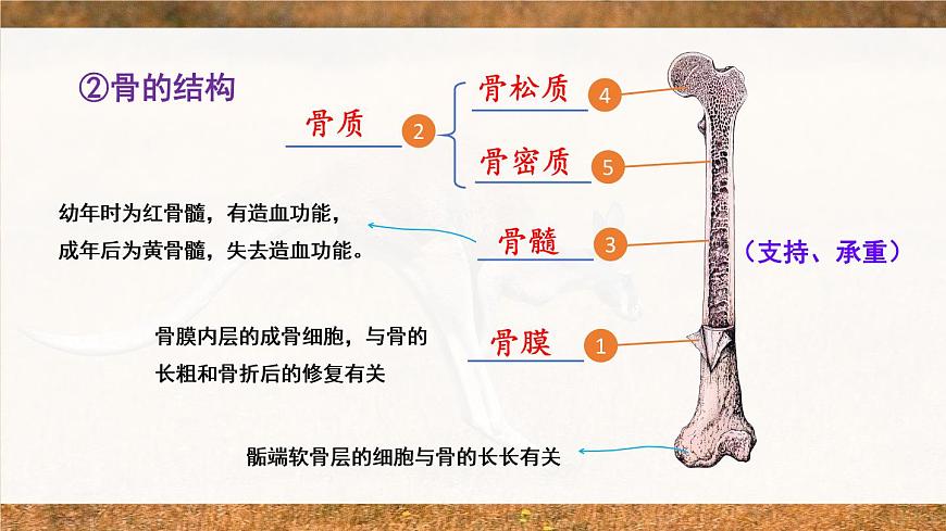 北師大版八上生物 第五單元 章節(jié)綜合與測試 PPT課件第5頁