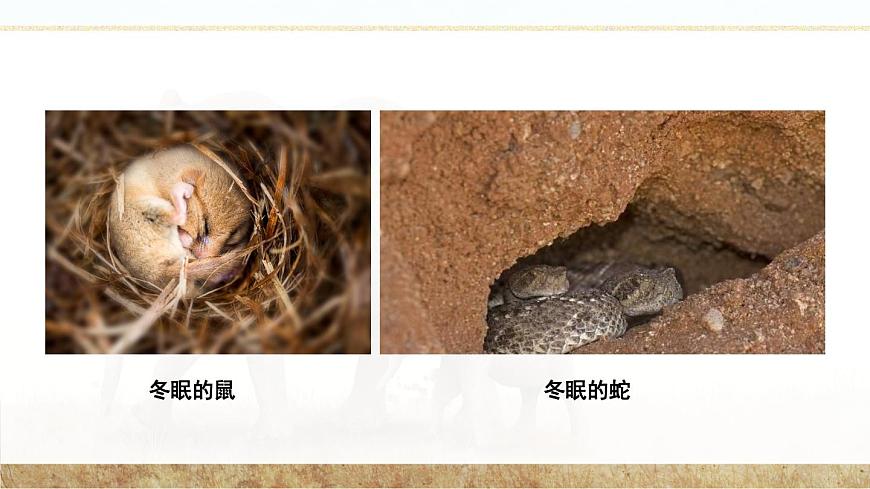 第1節(jié) 先天性行為和后天學(xué)習(xí)行為 課件第3頁(yè)