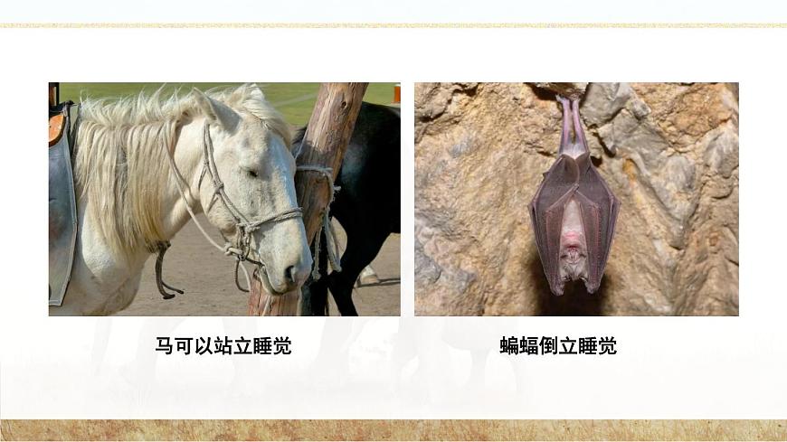 第1節(jié) 先天性行為和后天學(xué)習(xí)行為 課件第4頁(yè)