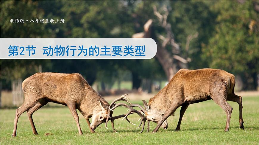 北師大版八上生物16.2《動(dòng)物行為的主要類型》課件第2頁