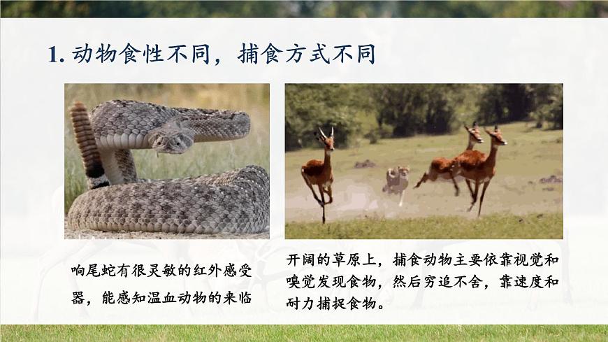 北師大版八上生物16.2《動(dòng)物行為的主要類型》課件第6頁