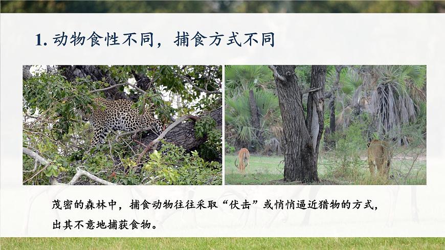 北師大版八上生物16.2《動(dòng)物行為的主要類型》課件第7頁