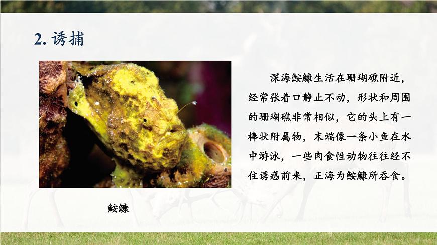 北師大版八上生物16.2《動(dòng)物行為的主要類型》課件第8頁