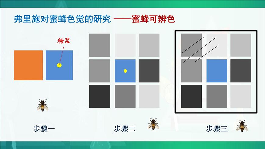 第3節(jié) 動物行為的研究 課件第7頁
