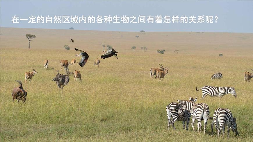 北師大版八上生物17.1《動(dòng)物在生物圈中的作用》課件第7頁(yè)