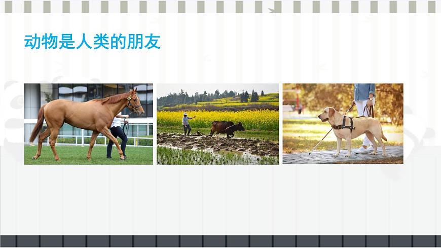 第2節(jié) 我國的動(dòng)物資源及保護(hù) 課件第3頁