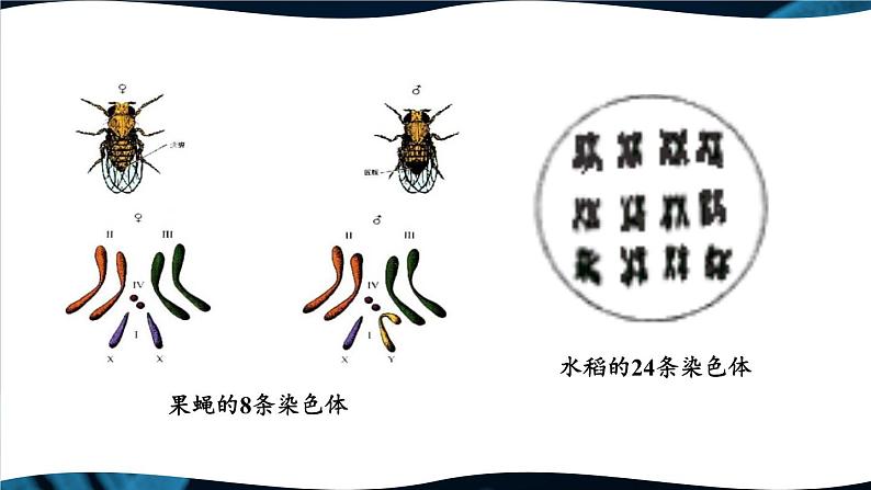 第2节 性状遗传的物质基础 课件第7页