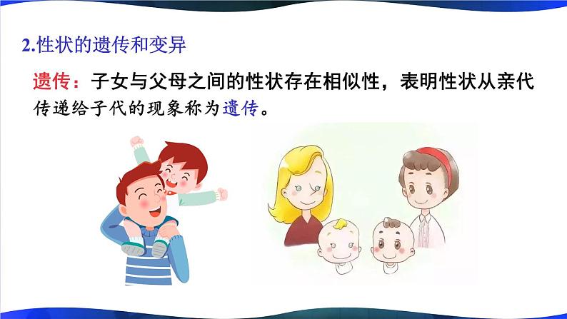 北师大版八上生物 第20章《生物的遗传和变异》 章节综合与测试 PPT课件第3页