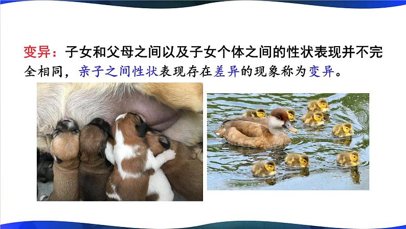 北师大版八上生物 第20章《生物的遗传和变异》 章节综合与测试 PPT课件第4页