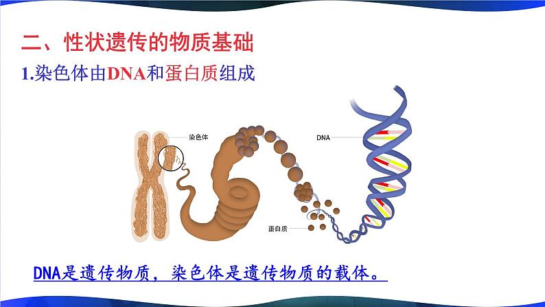 北师大版八上生物 第20章《生物的遗传和变异》 章节综合与测试 PPT课件第5页