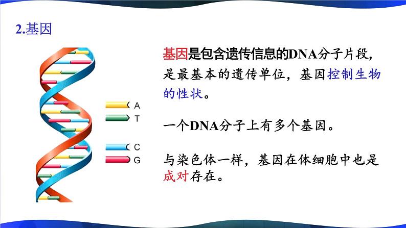 北师大版八上生物 第20章《生物的遗传和变异》 章节综合与测试 PPT课件第6页