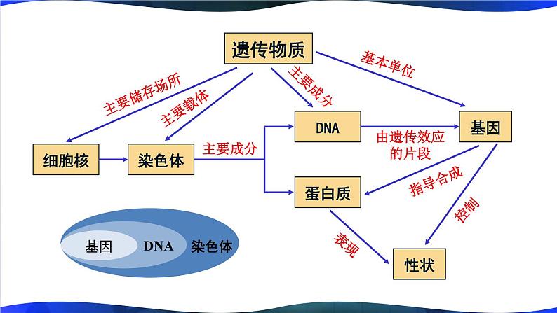 北师大版八上生物 第20章《生物的遗传和变异》 章节综合与测试 PPT课件第7页