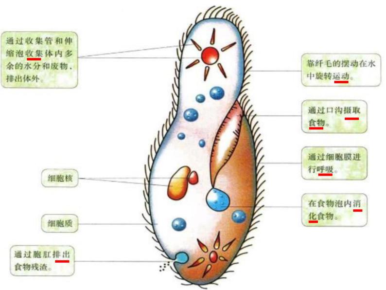 初中生物冀少版 七年级上册 1.2.4 单细胞生物 课件05