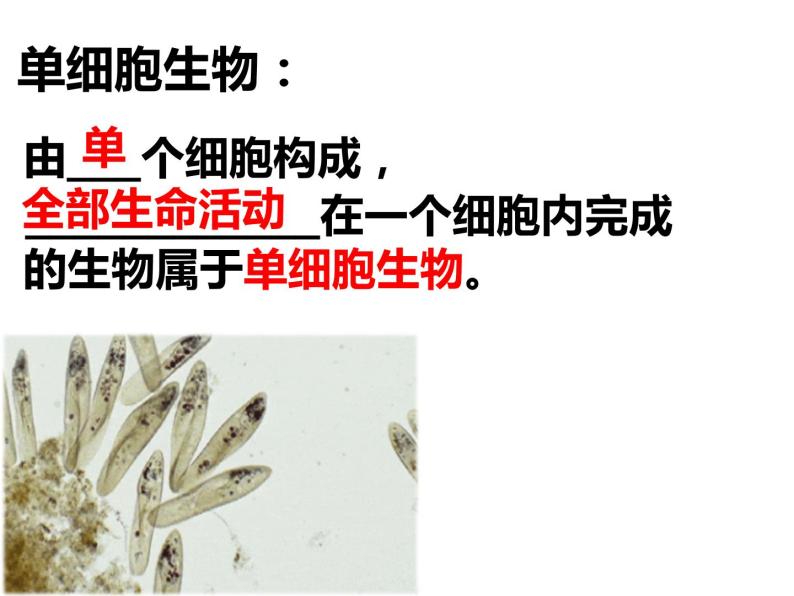 初中生物冀少版 七年级上册 1.2.4 单细胞生物 课件06