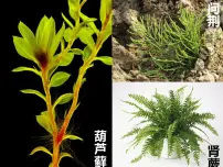 冀教版七年级上册第四节 苔藓植物与蕨类植物备课课件ppt
