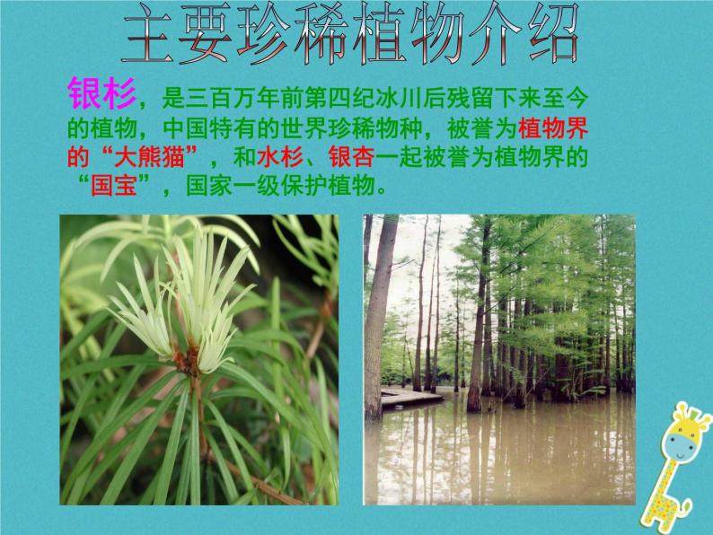 初中生物冀少版 七年级上册 1.3.7 我国的珍稀植物 课件04