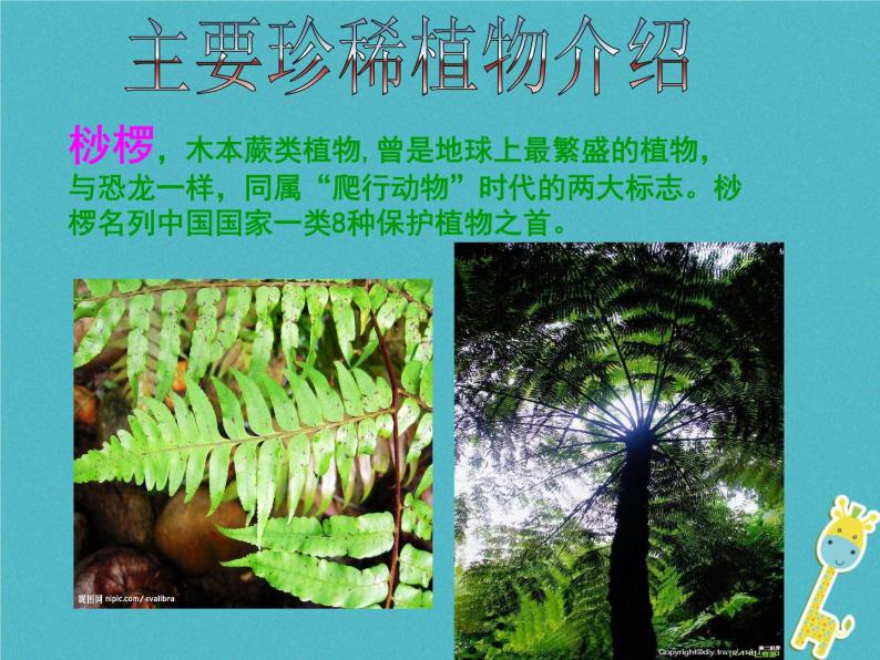 初中生物冀少版 七年级上册 1.3.7 我国的珍稀植物 课件08