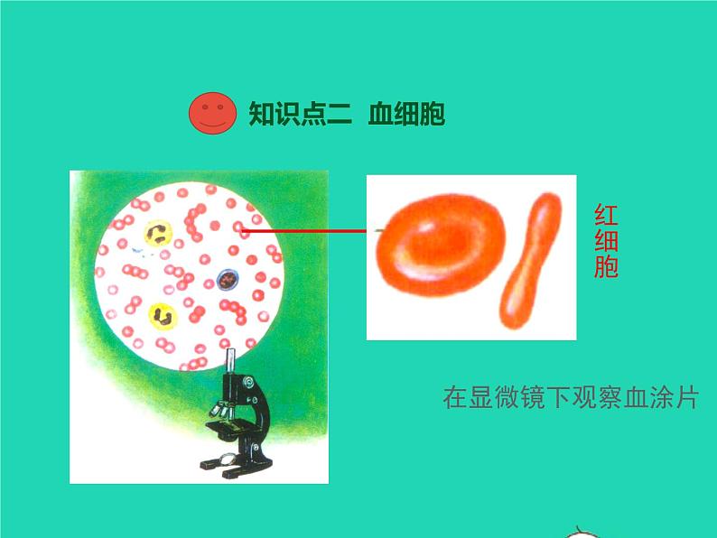 生物人教版七年级下册同步教学课件第4单元第4章人体内物质的运输第1节流动的组织-血液08