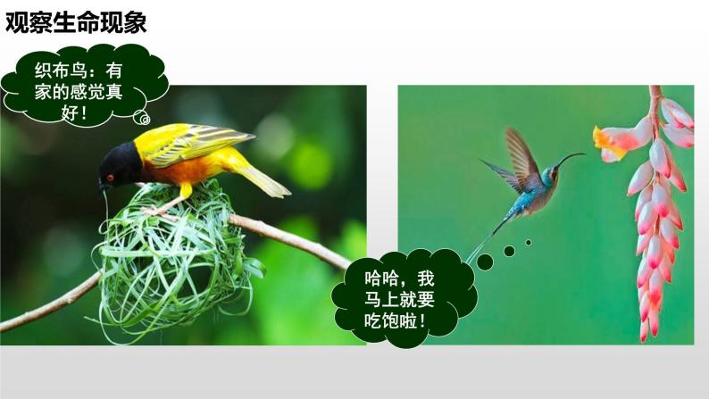 2022苏科版生物《生物与生物学》课件03