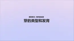 生物济南版八年级上册同步教学课件第4单元 物种的延续第1章绿色开花植物的一生第6节芽的类型和发育