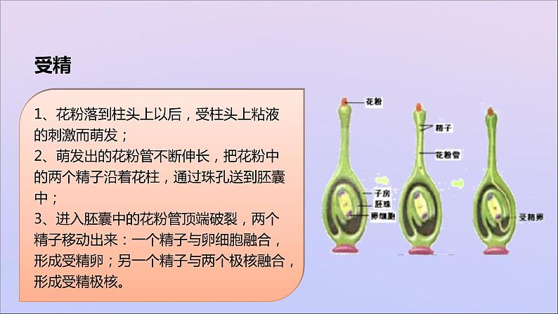 生物济南版八年级上册同步教学课件第4单元 物种的延续第1章绿色开花植物的一生第3节果实和种子的形成第3页