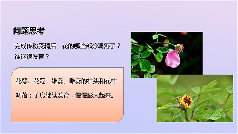 生物济南版八年级上册同步教学课件第4单元 物种的延续第1章绿色开花植物的一生第3节果实和种子的形成第4页