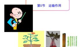 初中生物北师大版七年级上册第5节  运输作用课文ppt课件