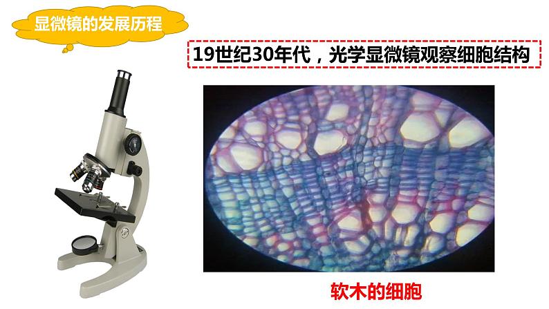 2.1.1 练习使用显微镜(课件+教案+练习)04