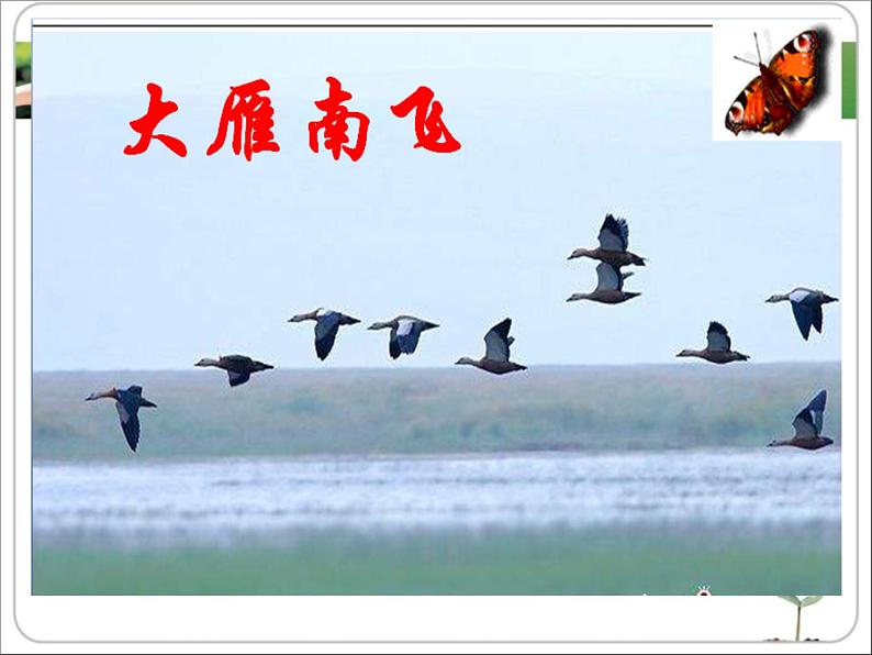 《动物的运动》课件第7页
