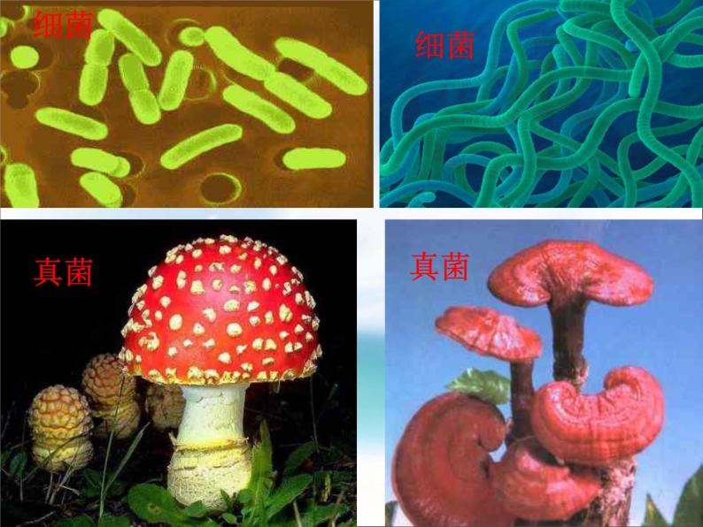 《细菌和真菌在自然界中的作用》课件02
