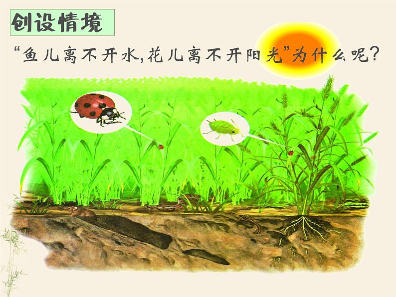 第一节 生物与环境的关系-课件02
