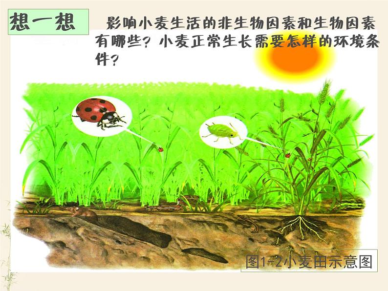 第一节 生物与环境的关系-课件08