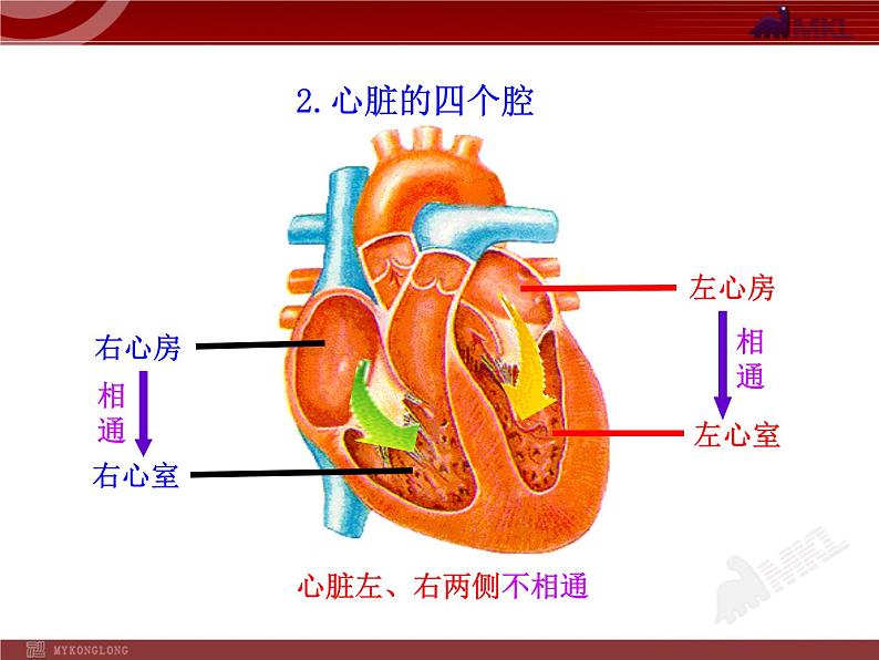 第四章第三节 输送血液的泵—心脏(一) 课件06