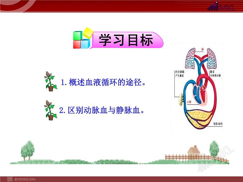 第四章第三节 输送血液的泵—心脏(二) 课件03