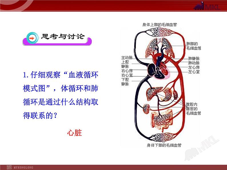 第四章第三节 输送血液的泵—心脏(二) 课件04