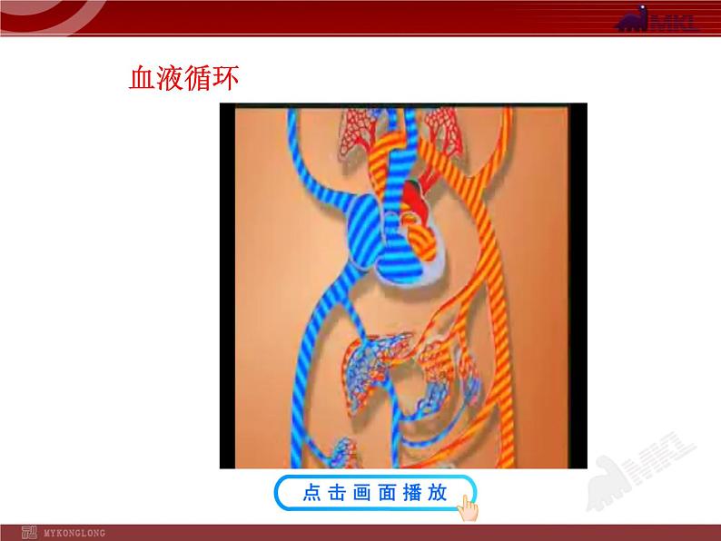 第四章第三节 输送血液的泵—心脏(二) 课件07