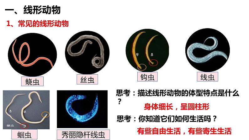 5.1.2 线形动物和环节动物第2页