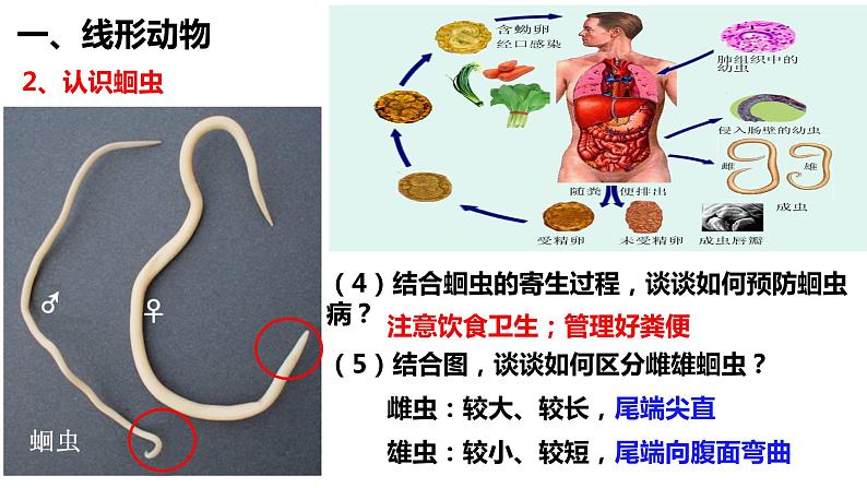 5.1.2 线形动物和环节动物第4页